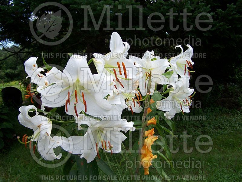 Lilium Casa Blanca aka Casablanca (Oriental Lily) 2