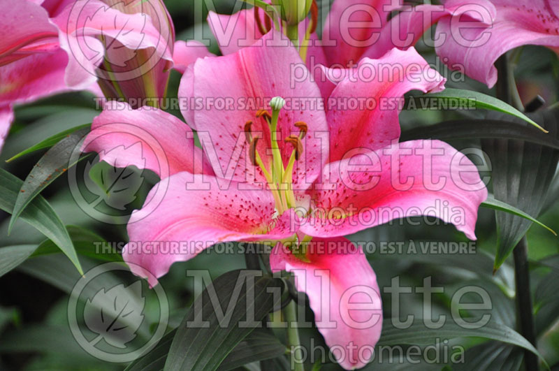 Lilium Chili (oriental Lily)  1