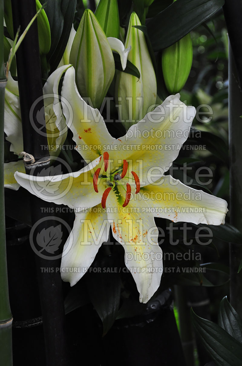 Lilium Chill Out (Lily)  1