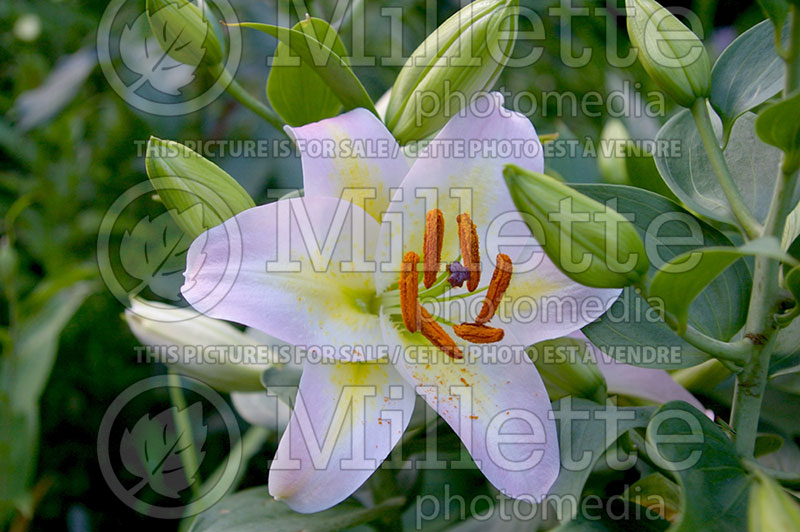 Lilium Diamonds (Oriental Lily) 1 