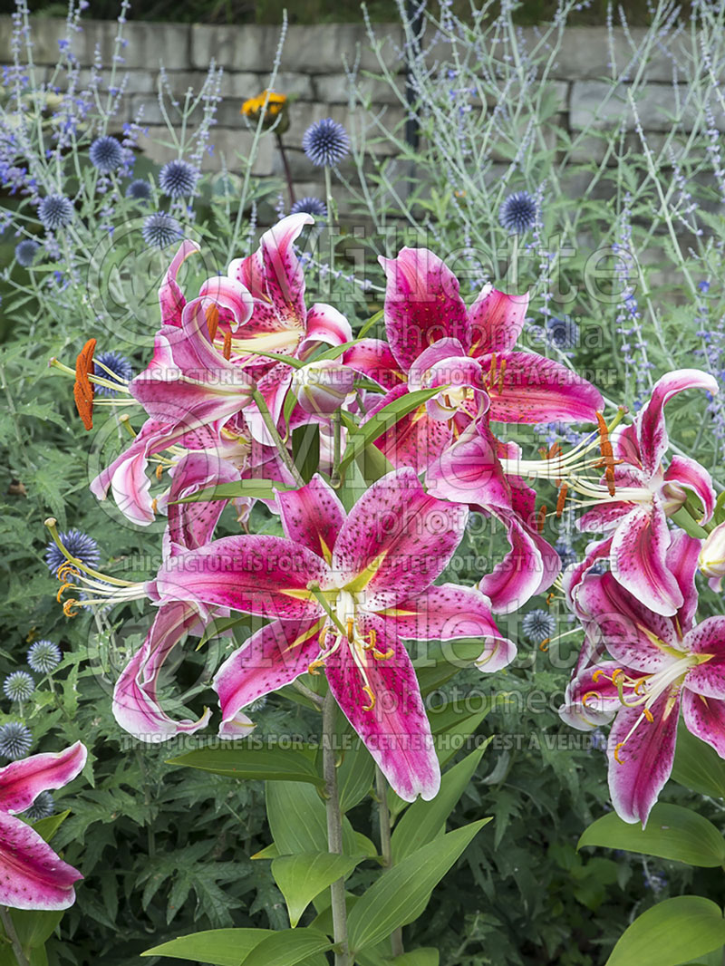 Lilium Entertainer (orientalis Lily) 1