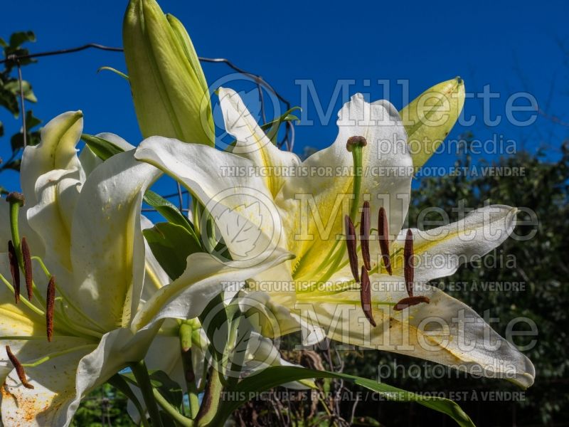 Lilium Legend (Oriental Lily) 2 