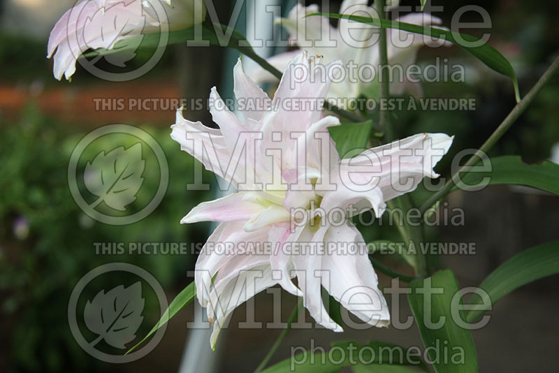 Lilium Miss Lucy (Oriental Lily) 1