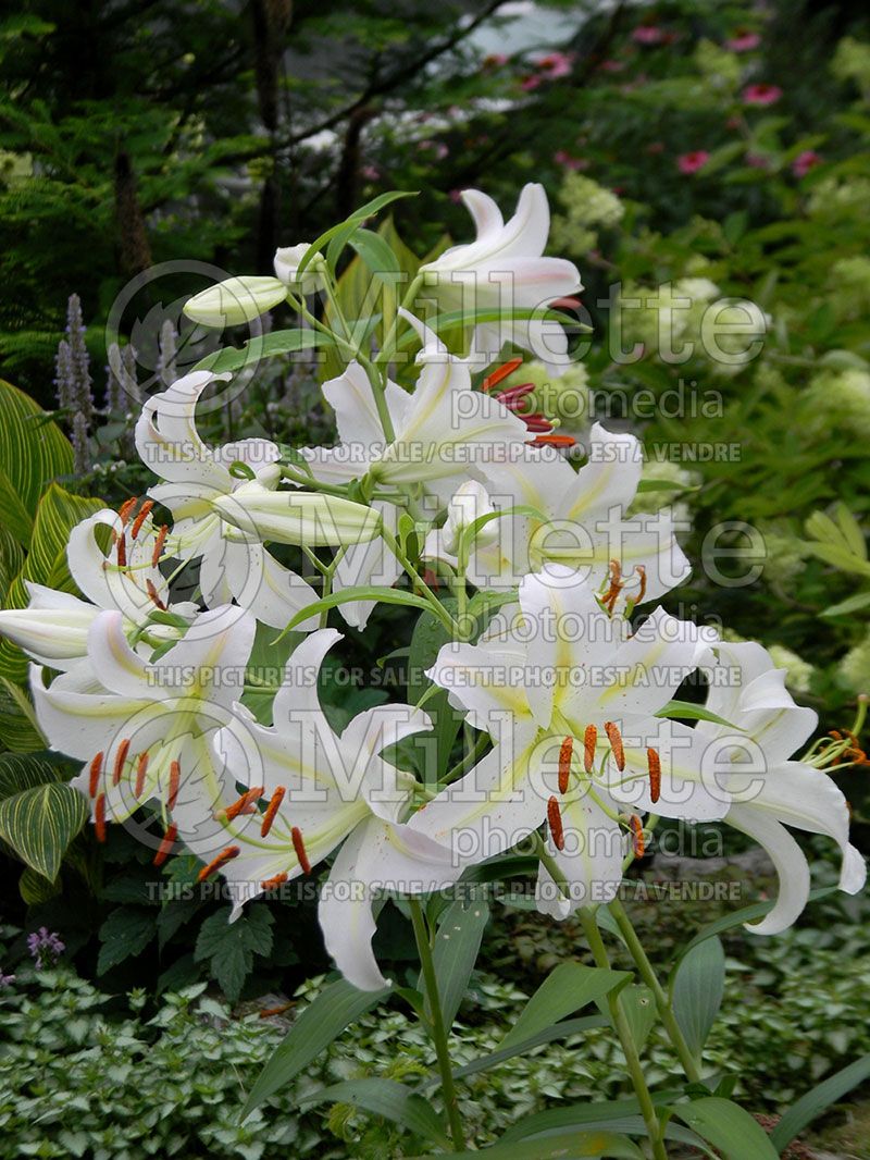 Lilium Muscadet (Oriental Lily) 2