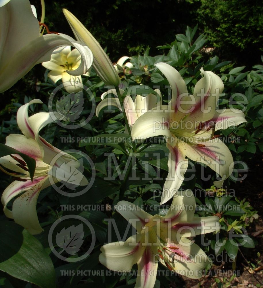 Lilium Nymph (Lily)  1