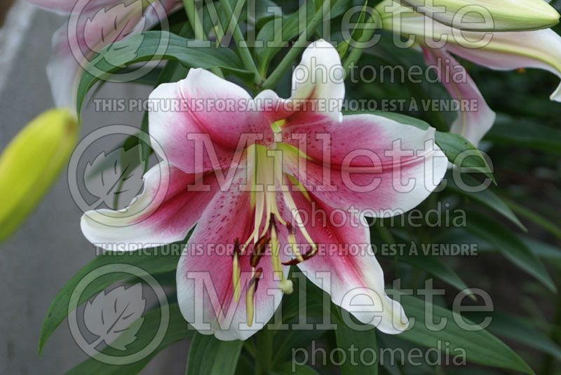 Lilium Pink Brilliant or Brilliant Gem (Lily)  1