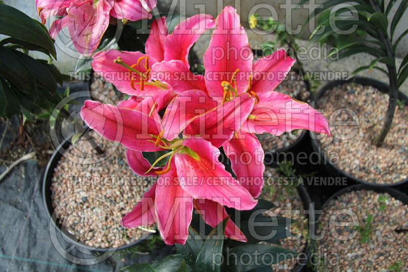 Lilium Pink Romance (Oriental Lily)  1