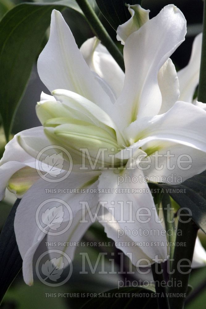 Lilium Polar Star (Lily)  1