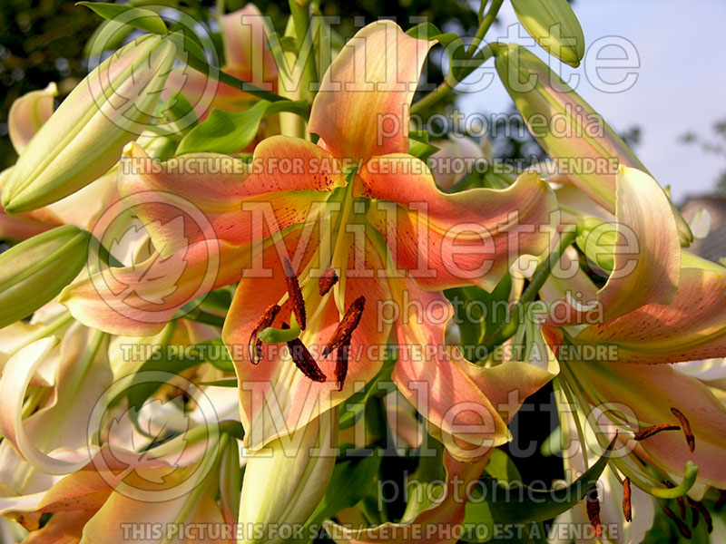 Lilium Red Hot (Oriental Lily) 1