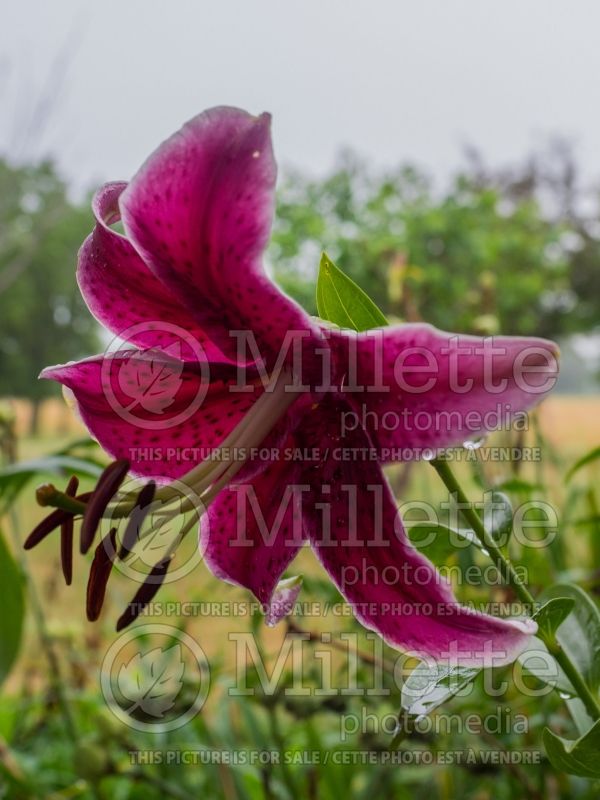 Lilium Rio Negro (Lily)  2