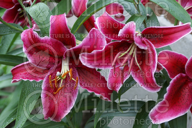 Lilium Rio Negro (Lily)  1