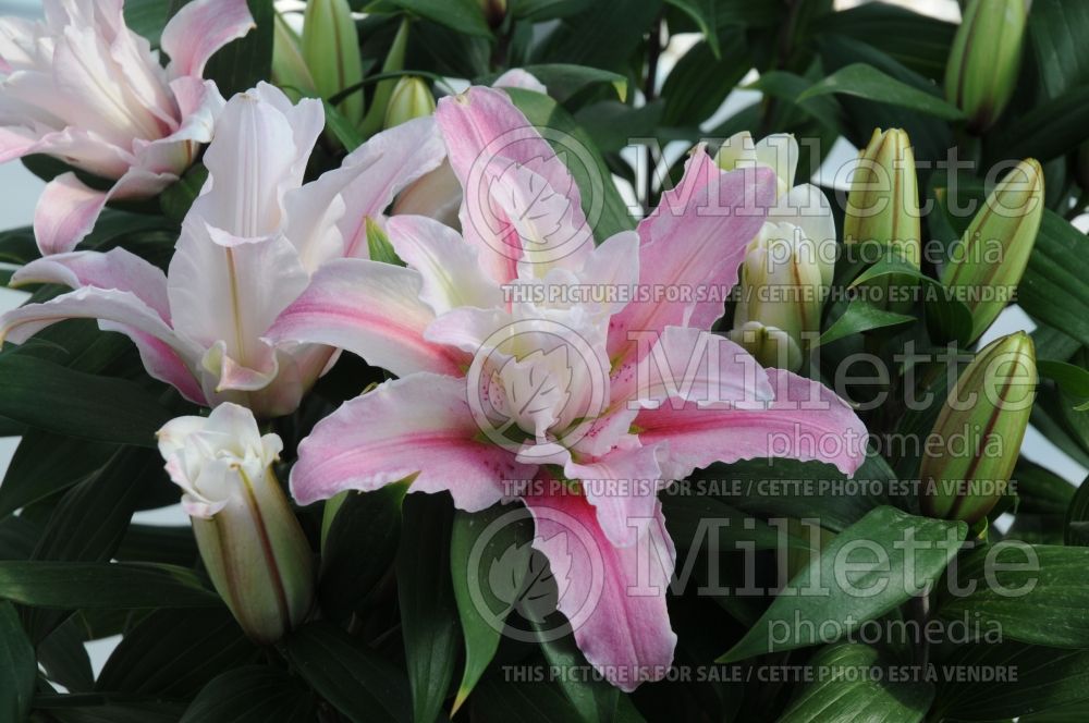 Lilium Roselity Belonica (Oriental Lily) 1 