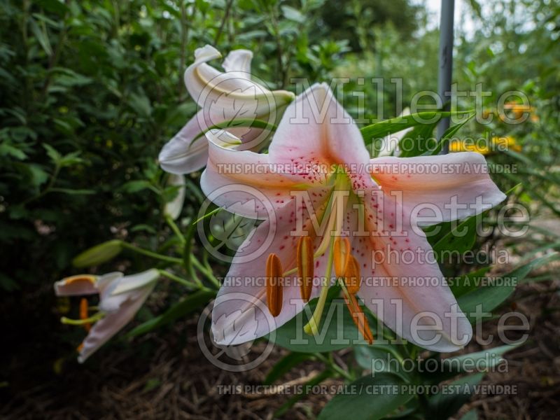 Lilium Salmon Star (Oriental Lily) 2 