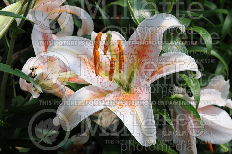 Lilium Salmon Star (Oriental Lily) 1 