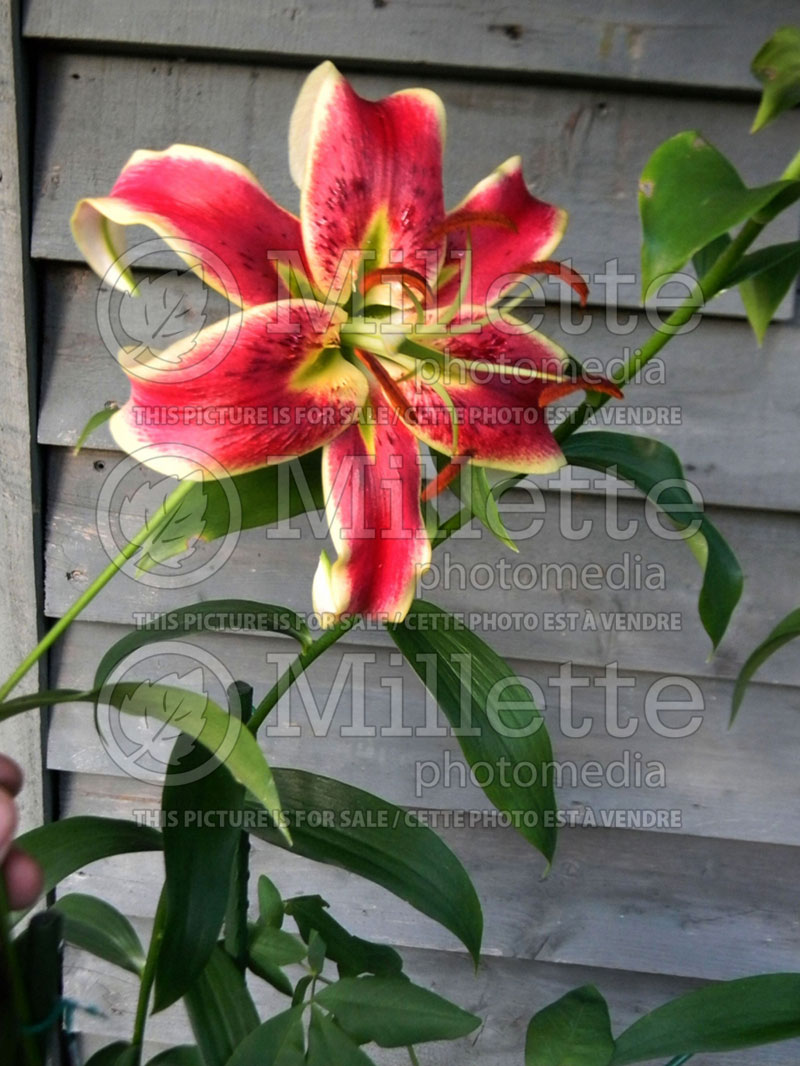 Lilium Scheherazade (Oriental Lily) 1 