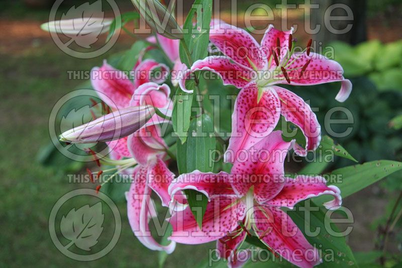 Lilium Stargazer (Oriental Lily) 1