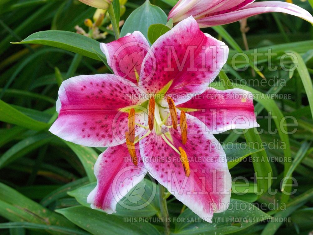 Lilium Stargazer (Oriental Lily) 3 