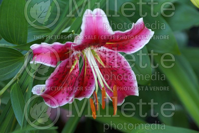 Lilium Stargazer (Oriental Lily) 2