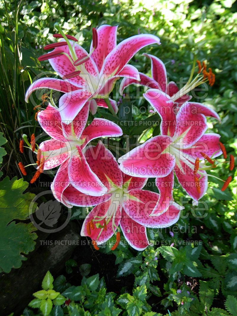 Lilium Starlight Magic Pink (Oriental Lily)  1