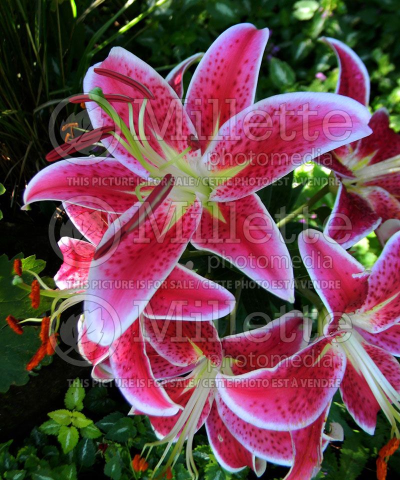 Lilium Starlight Magic Pink (Oriental Lily)  2