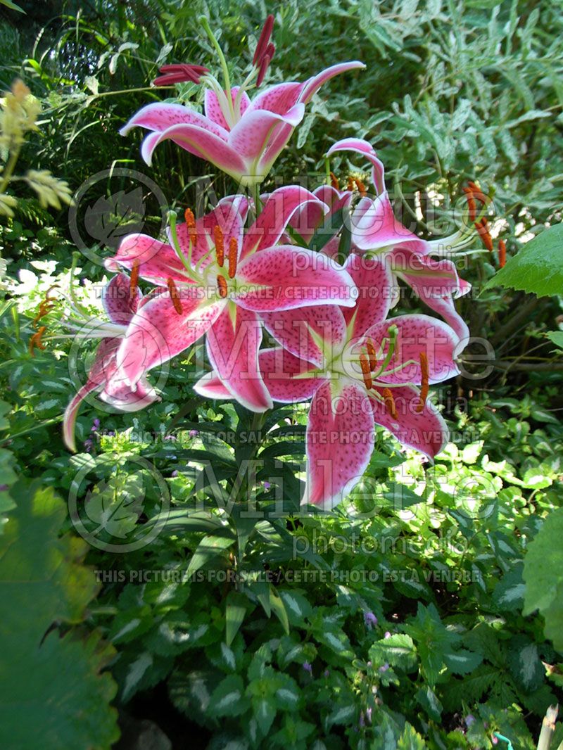 Lilium Starlight Magic Pink (Oriental Lily)  3