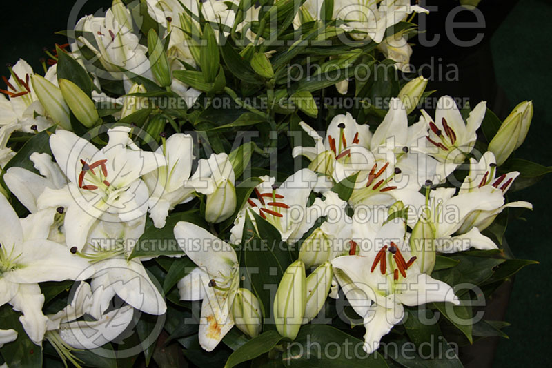 Lilium Sunny Sulawesi (Lily) 1