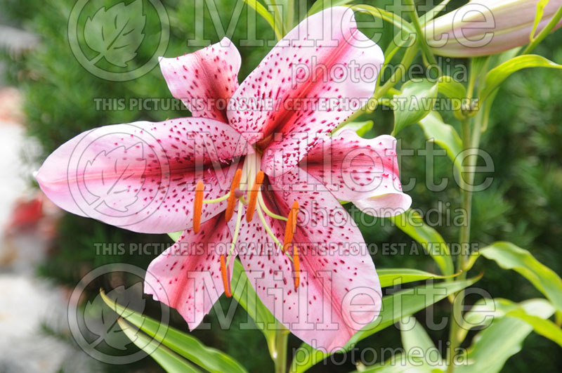 Lilium Tiger Edition (Lily)  1