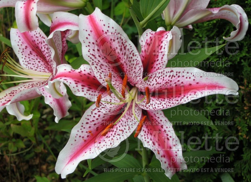 Lilium Tiger Woods (Oriental Lily)  1