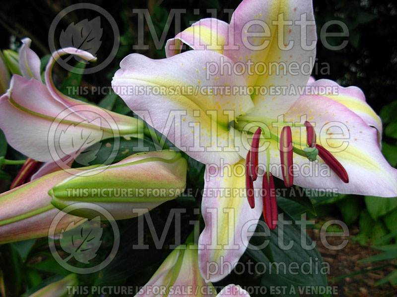 Lilium Tom Pouce (Oriental Lily) 3