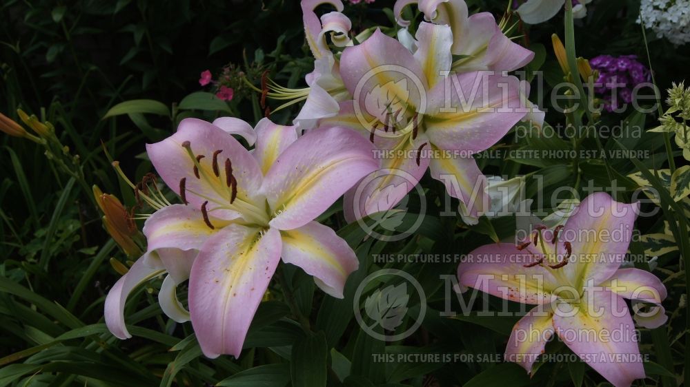 Lilium Tom Pouce (Lily)  1