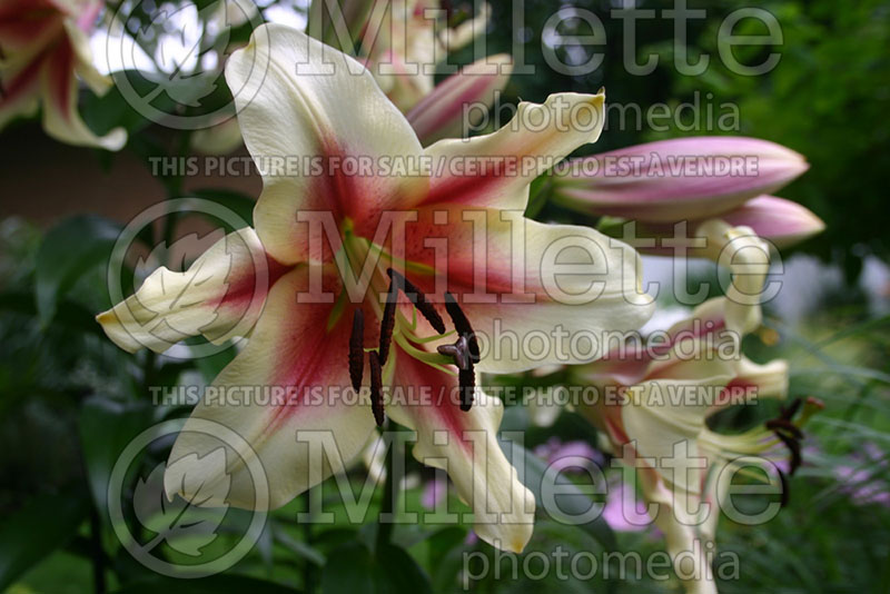 Lilium Touch (Lily) 1