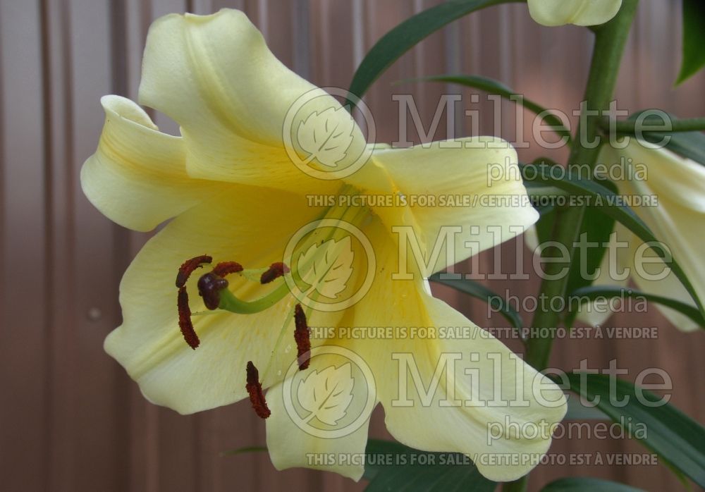 Lilium Yellow Stargazer (Lily)  3