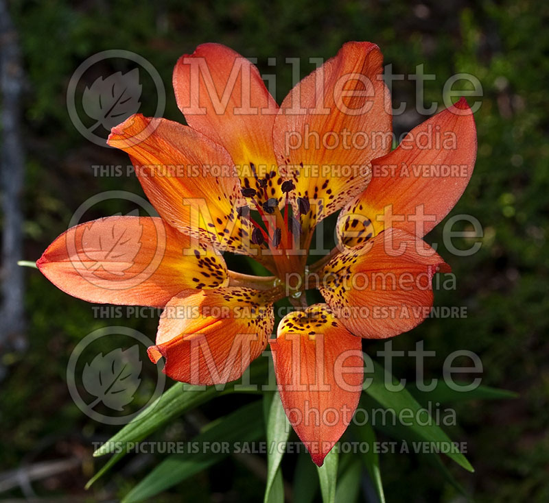 Lilium philadelphicum (Philadelphia Lily, Prairie Lily) 3 