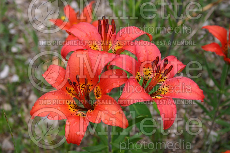 Lilium philadelphicum (Philadelphia Lily, Prairie Lily) 1 