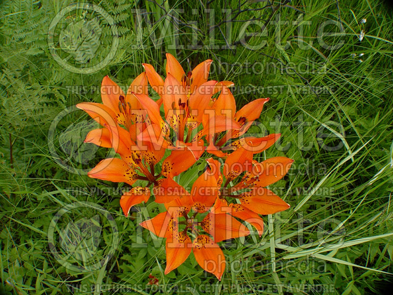 Lilium philadelphicum (Philadelphia Lily, Prairie Lily) 2 