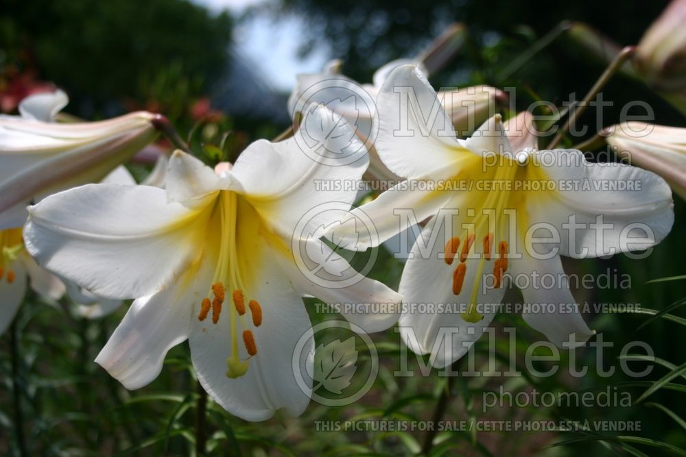 Lilium regale (Lily) 1