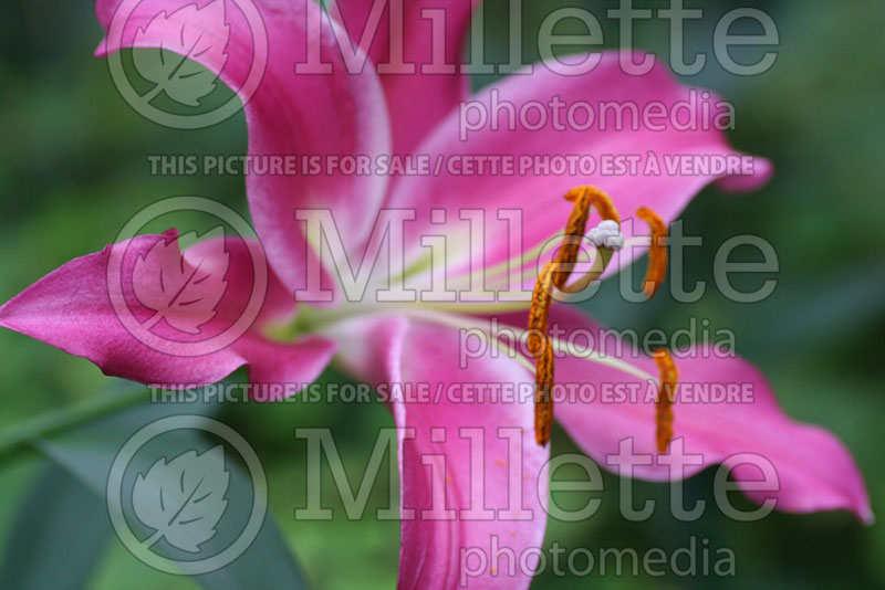 Lilium Robina (Oriental-Trumpet Lily) 1 