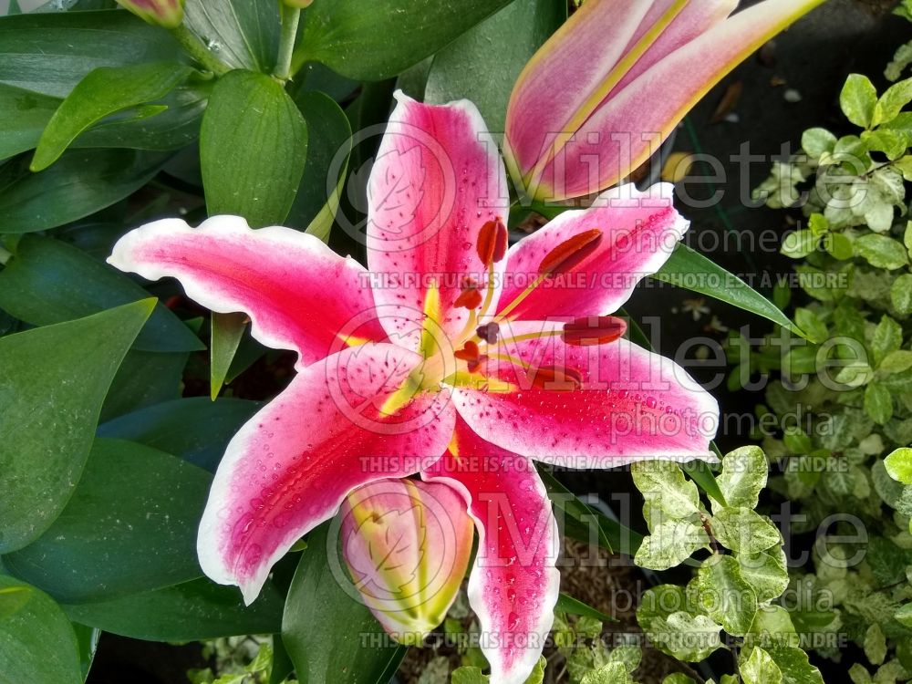 Lilium Starlight Express (oriental Lily) 1