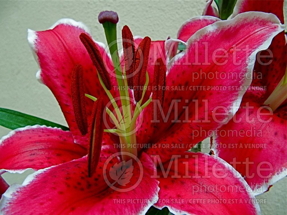 Lilium Sunny Grenada (Asiatic Lily)  1