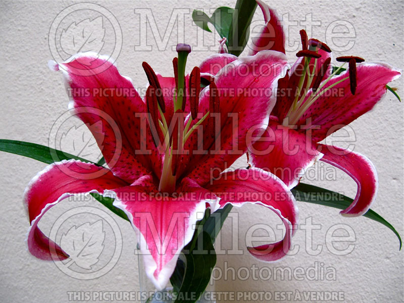 Lilium Sunny Grenada (Lily)  2