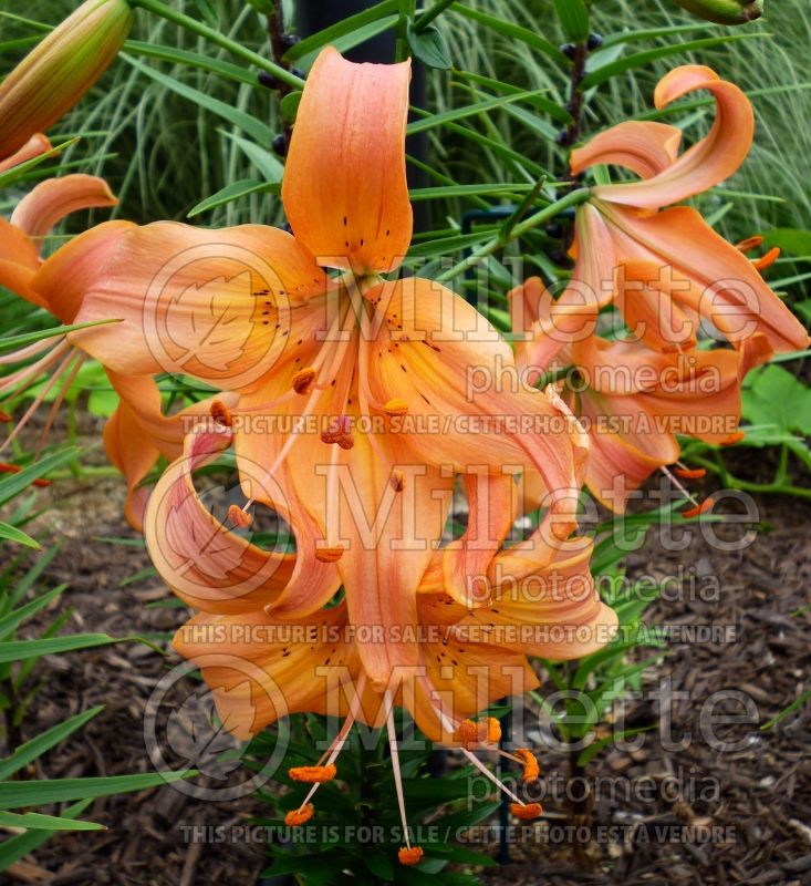 Lilium Splendens (Lily) 1 