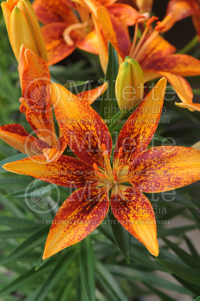 Lilium Tiny Orange Sensation (Asiatic Lily)  2