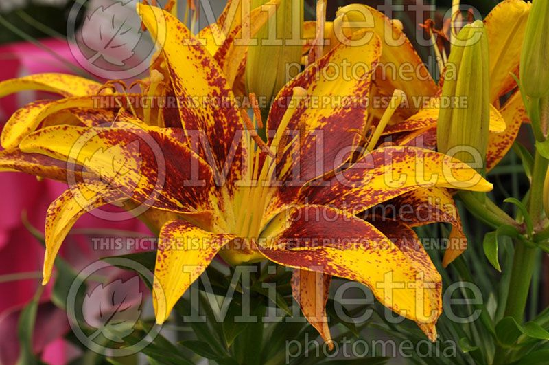 Lilium Tiny Sensation (Lis, lys) 2