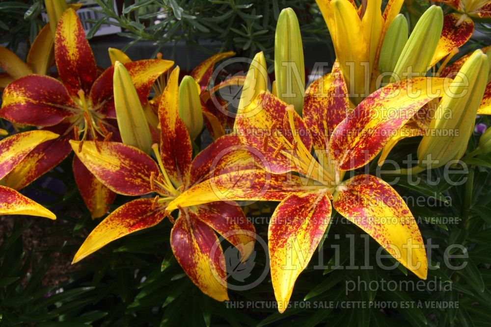 Lilium Tiny Sensation (Lily)  1