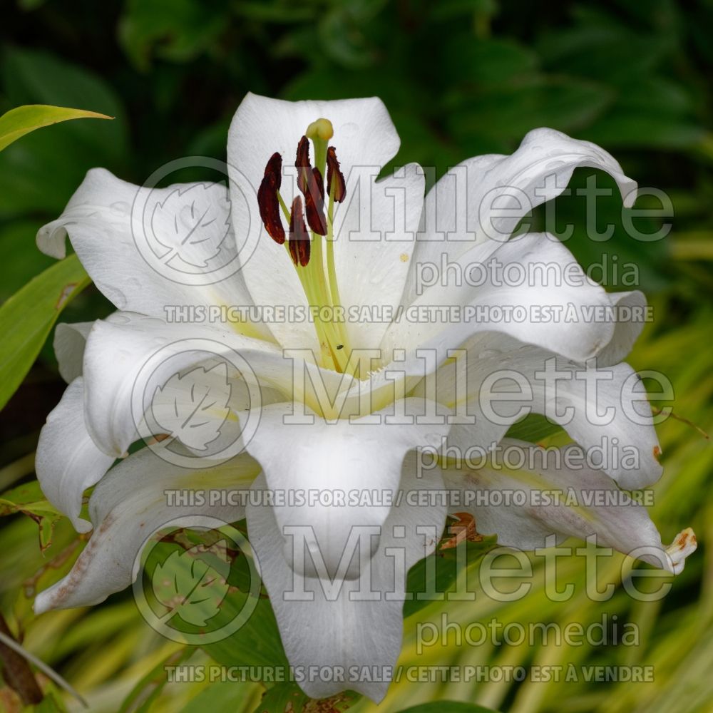 Lilium White Eyes (oriental Lily) 1