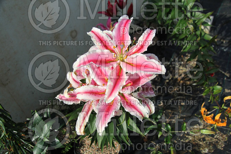 Lilium Wild Romance (Oriental Lily)  1