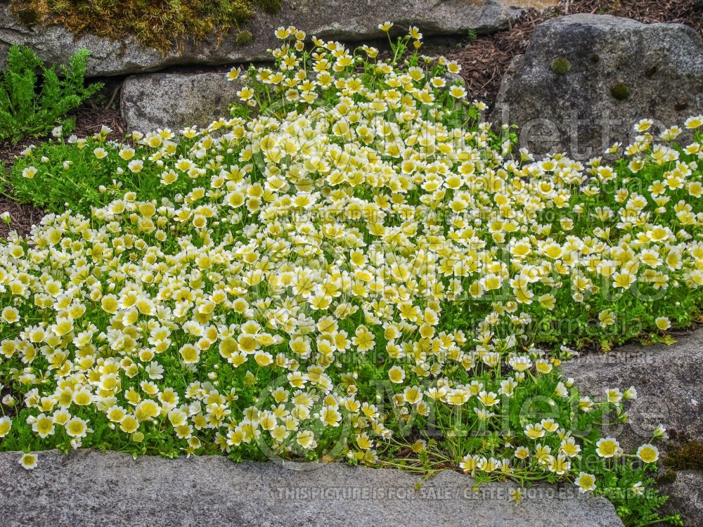 Limnanthes douglasii (Poached egg plant)  1