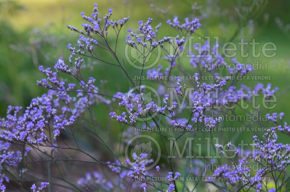 Limonium latifolium (Sea lavender) 1