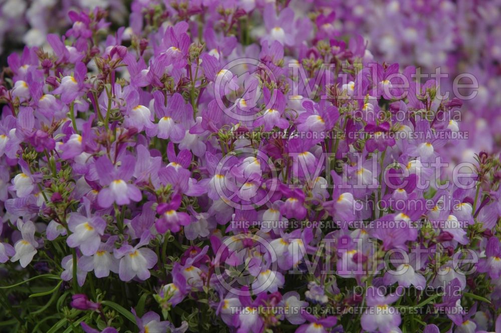 Linaria Fantasy Blue (Annual, Moroccan or Spurred Toadflax Fairy Flax Baby Snapdragon) 1 