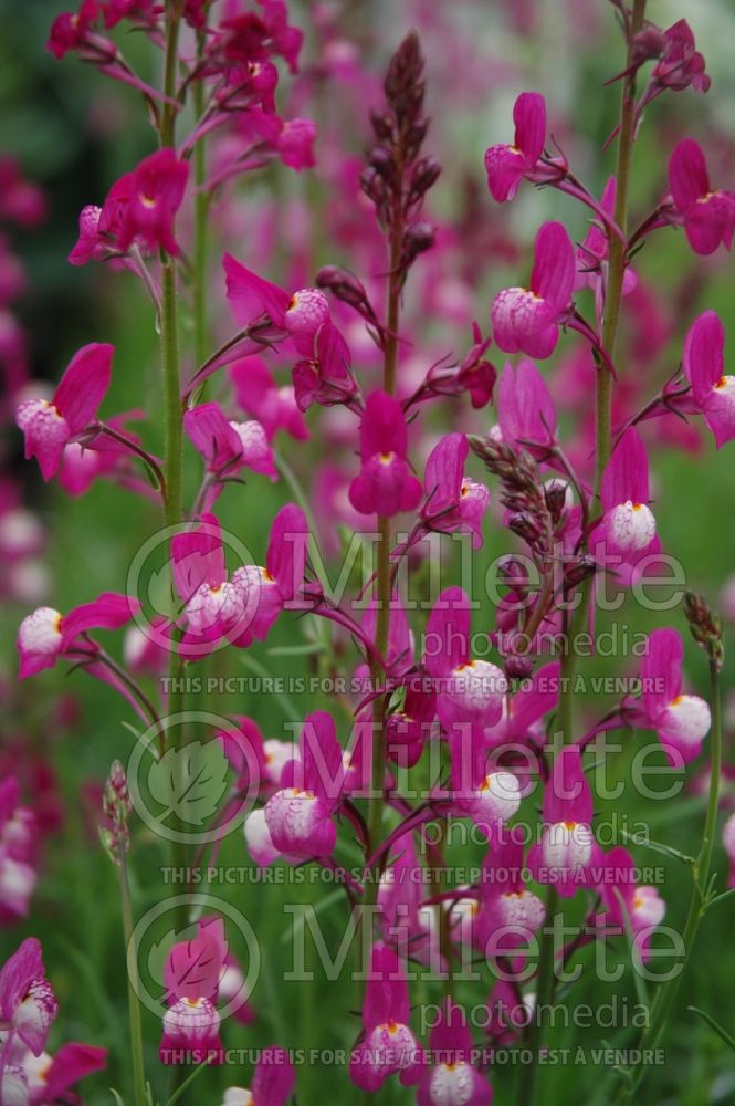 Linaria Lace Magenta Rose (Annual, Moroccan or Spurred Toadflax Fairy Flax Baby Snapdragon) 1 